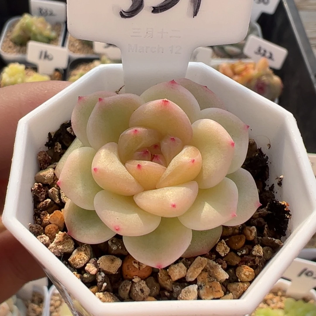 331号西柚 晗雨多肉