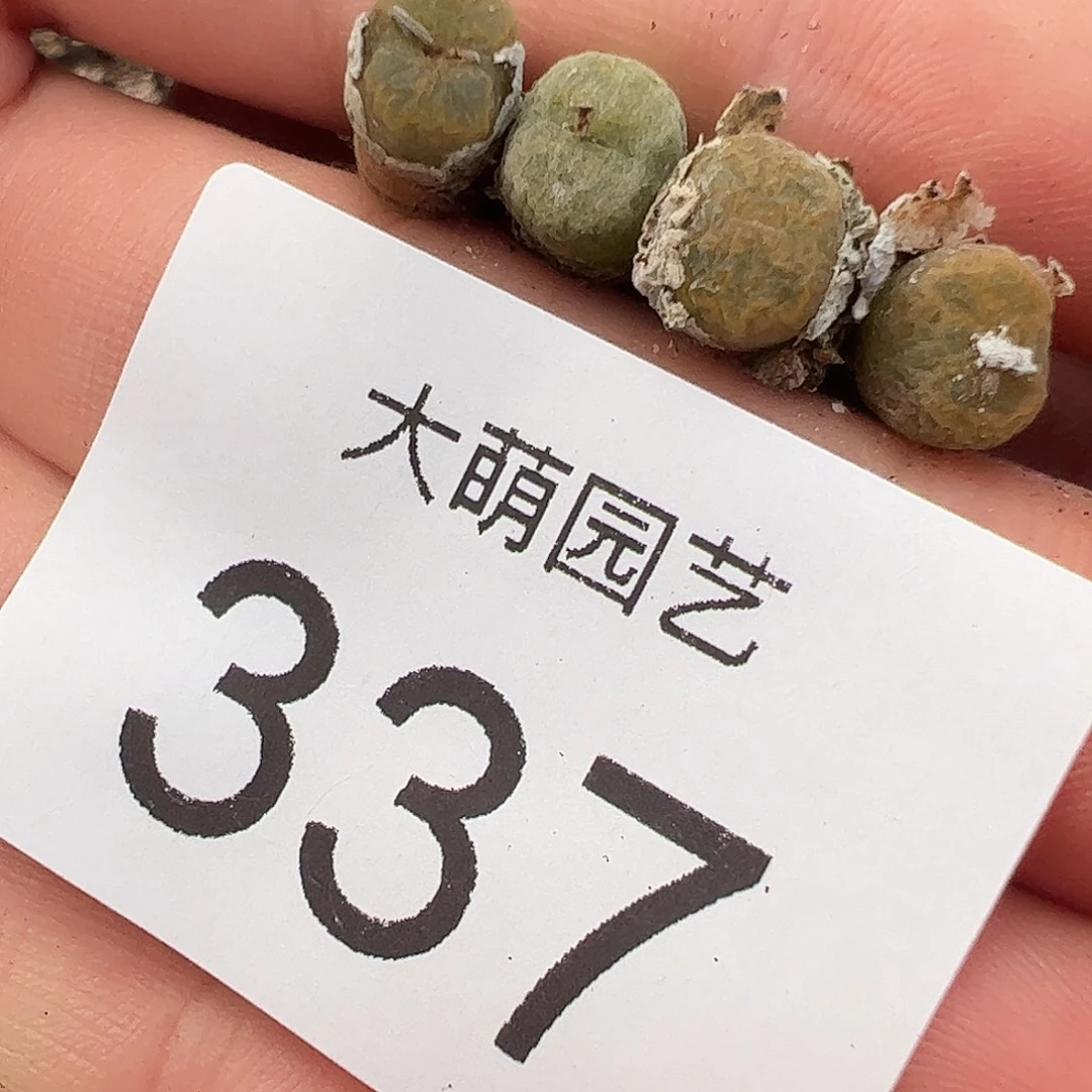 量拍以下2颗。    337