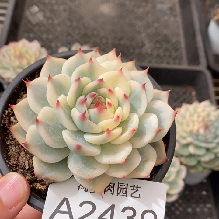 吉娃娃锦多肉植物A2439