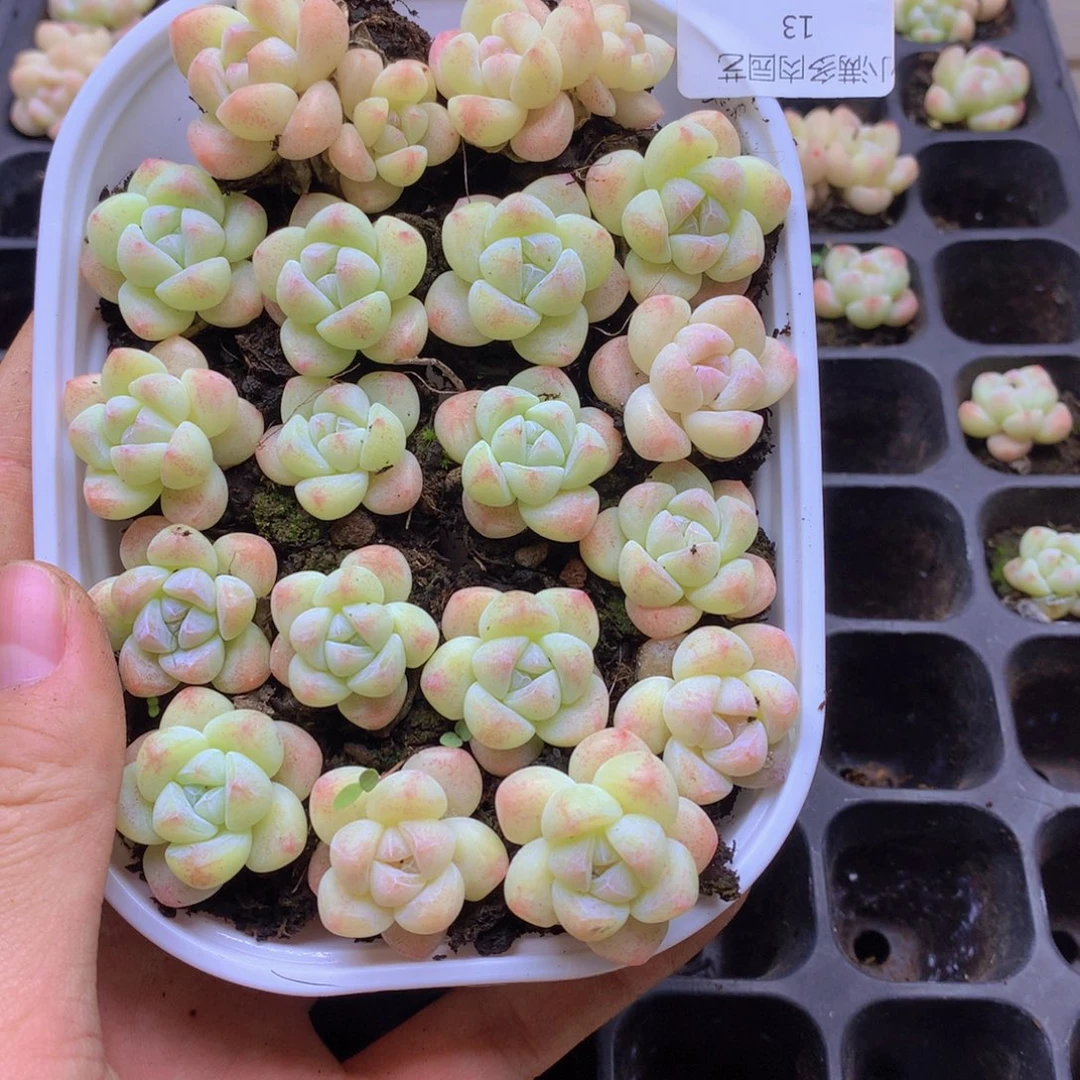 我要去看你了啊我的013