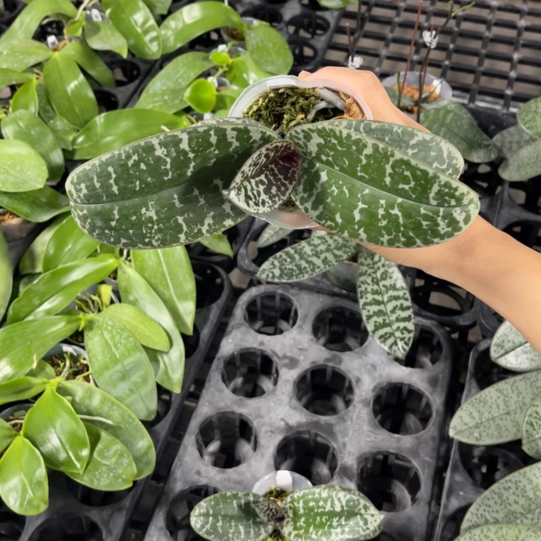 当前无花栽培后可以开花