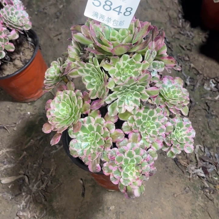 5848霁月的人多肉的