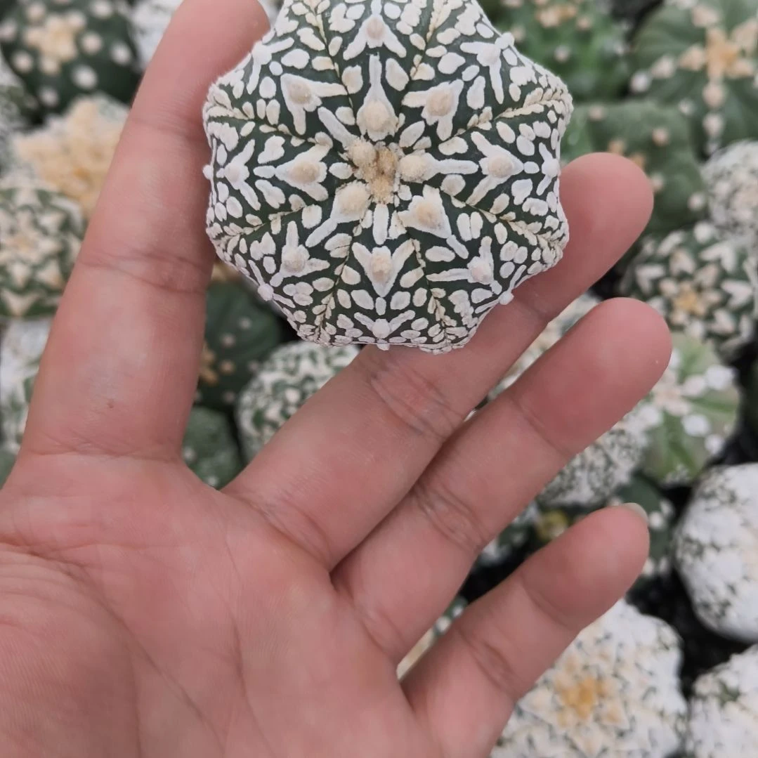 海星体连线箭头V兜兜