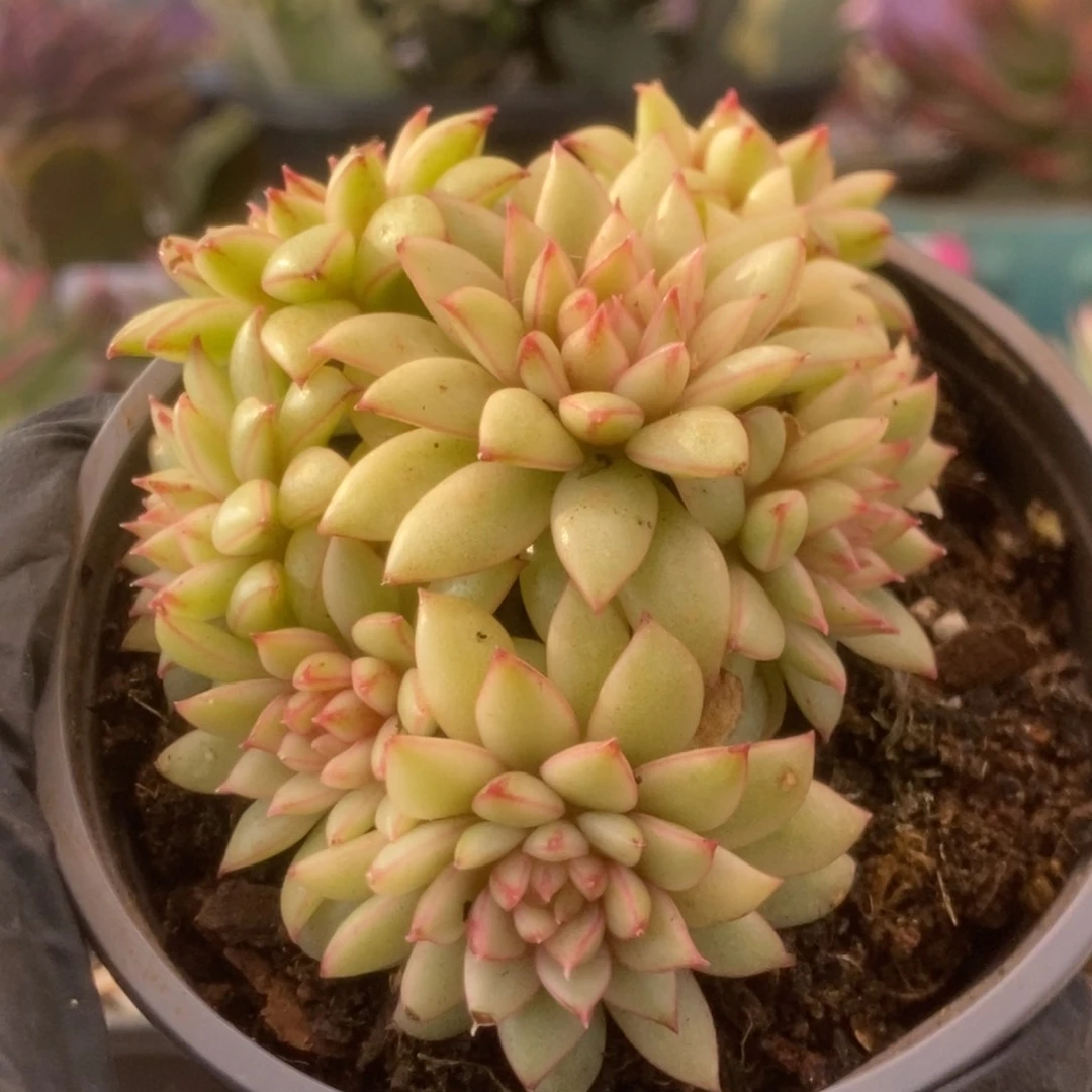 651黄金雨锦锦锦锦锦锦