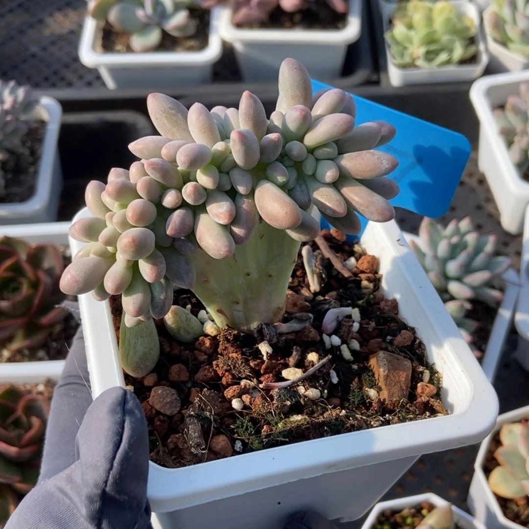 1017汤圆缀多肉植物保护