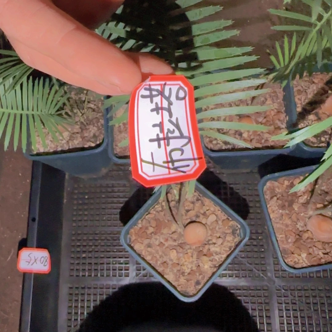 索***姆块根植物块根植物