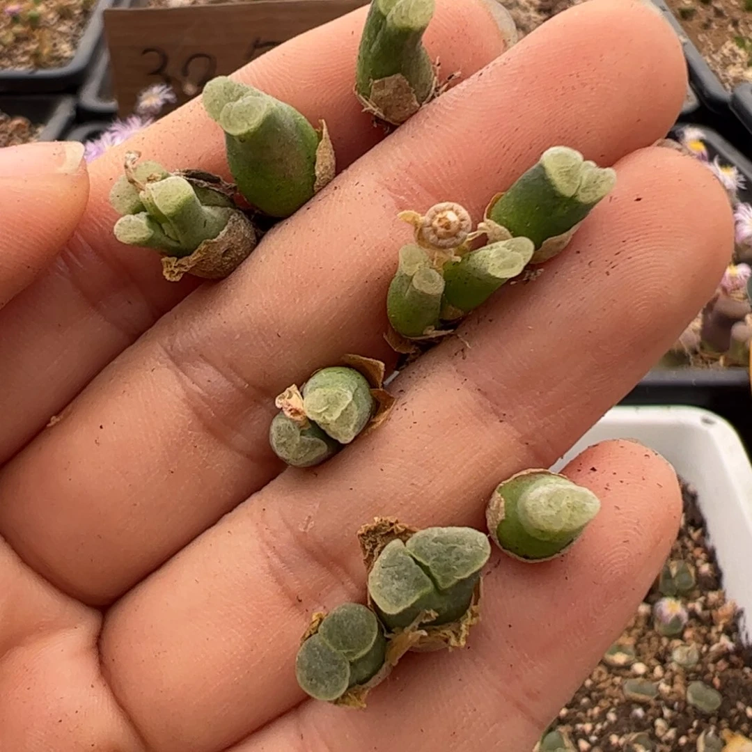 867 好看的多肉冲冲冲