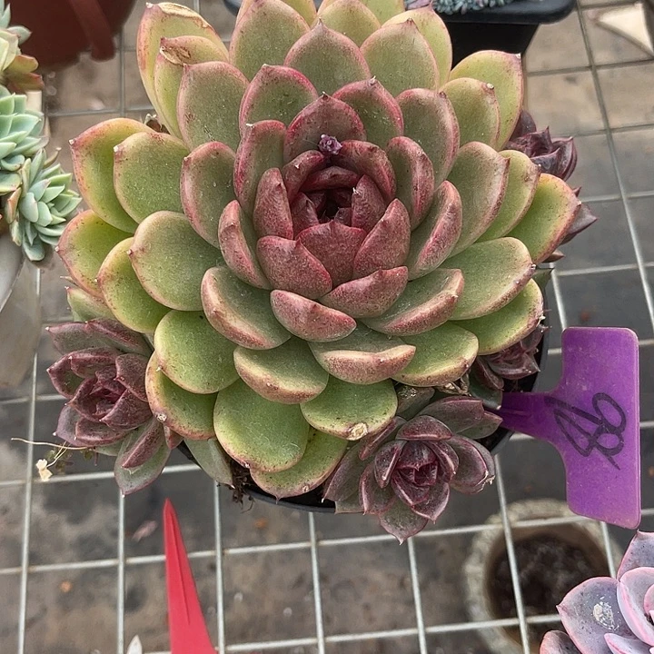 晨语多肉，一物一拍98紫水晶