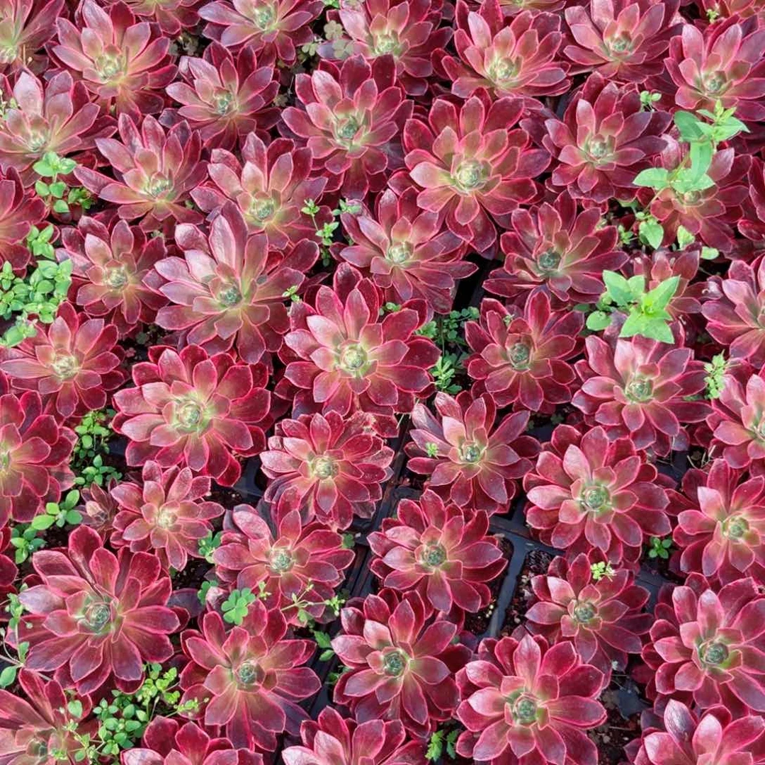 米****肉三盘浣纱穴盘多肉植物