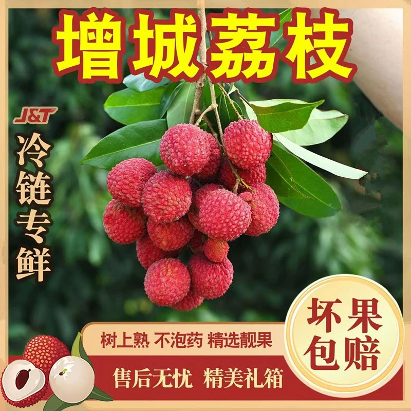 【顺丰冷链包邮】增城桂味荔枝