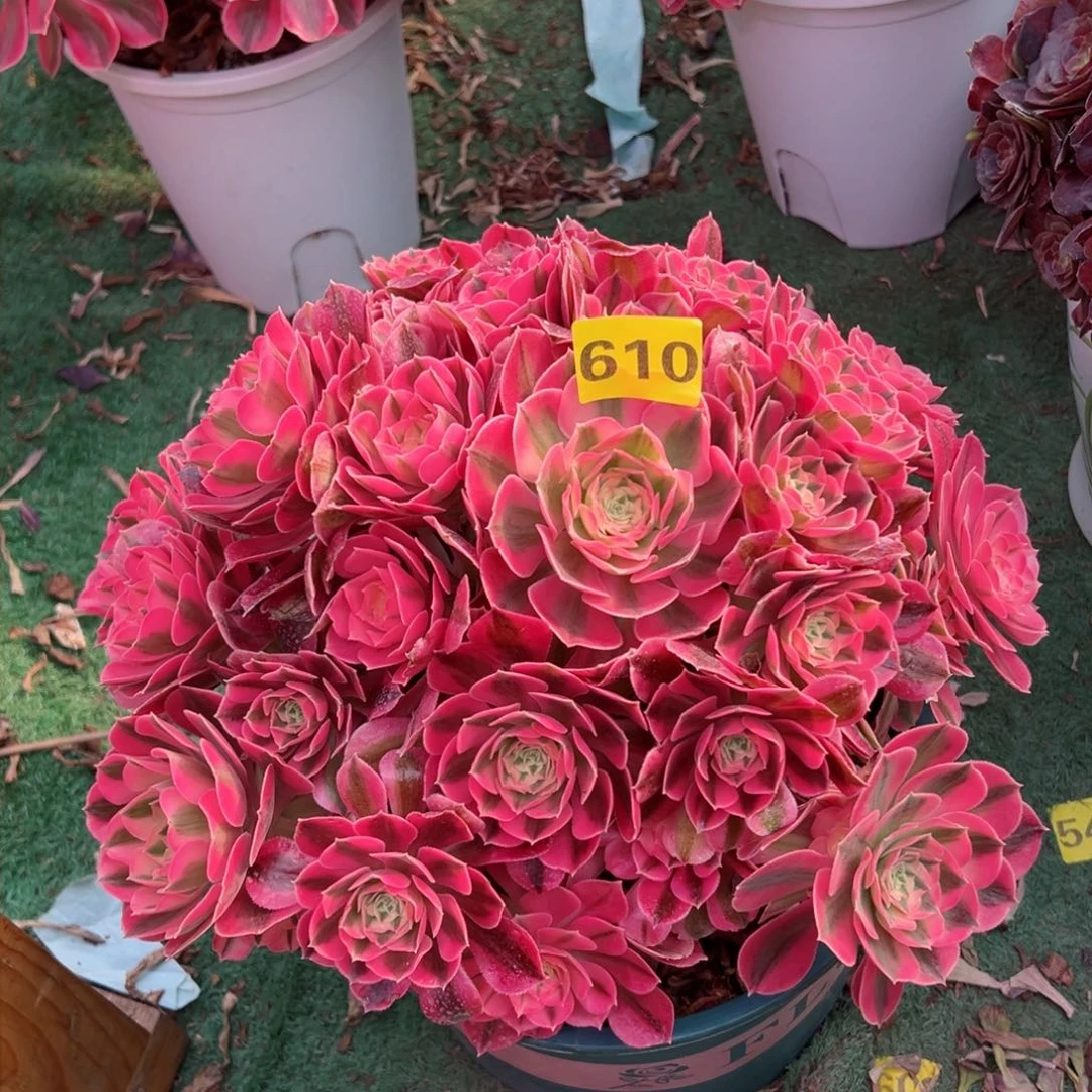 610粉女巫法师多肉