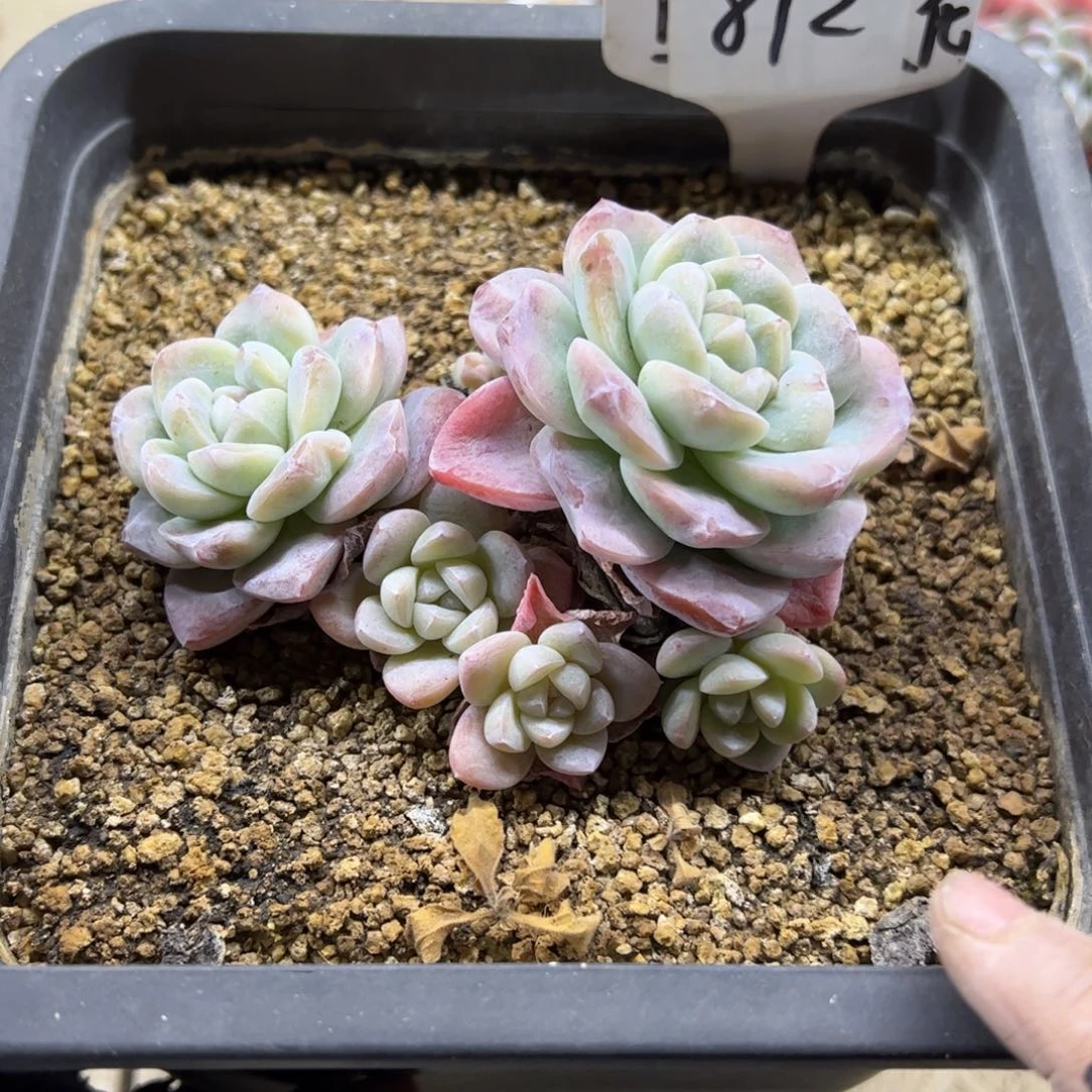 红陶静812号多肉植物