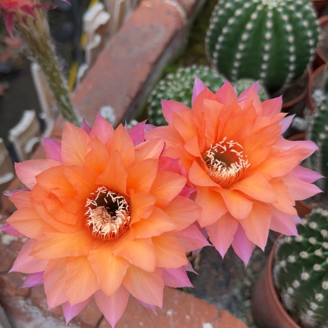 用****0实生黑金刚仙人球1