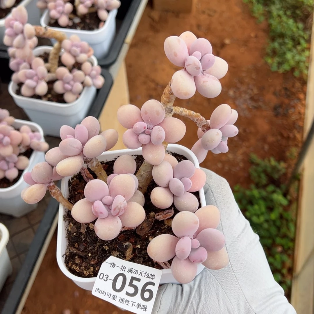 桃蛋多肉多肉多肉多肉多肉多肉多肉