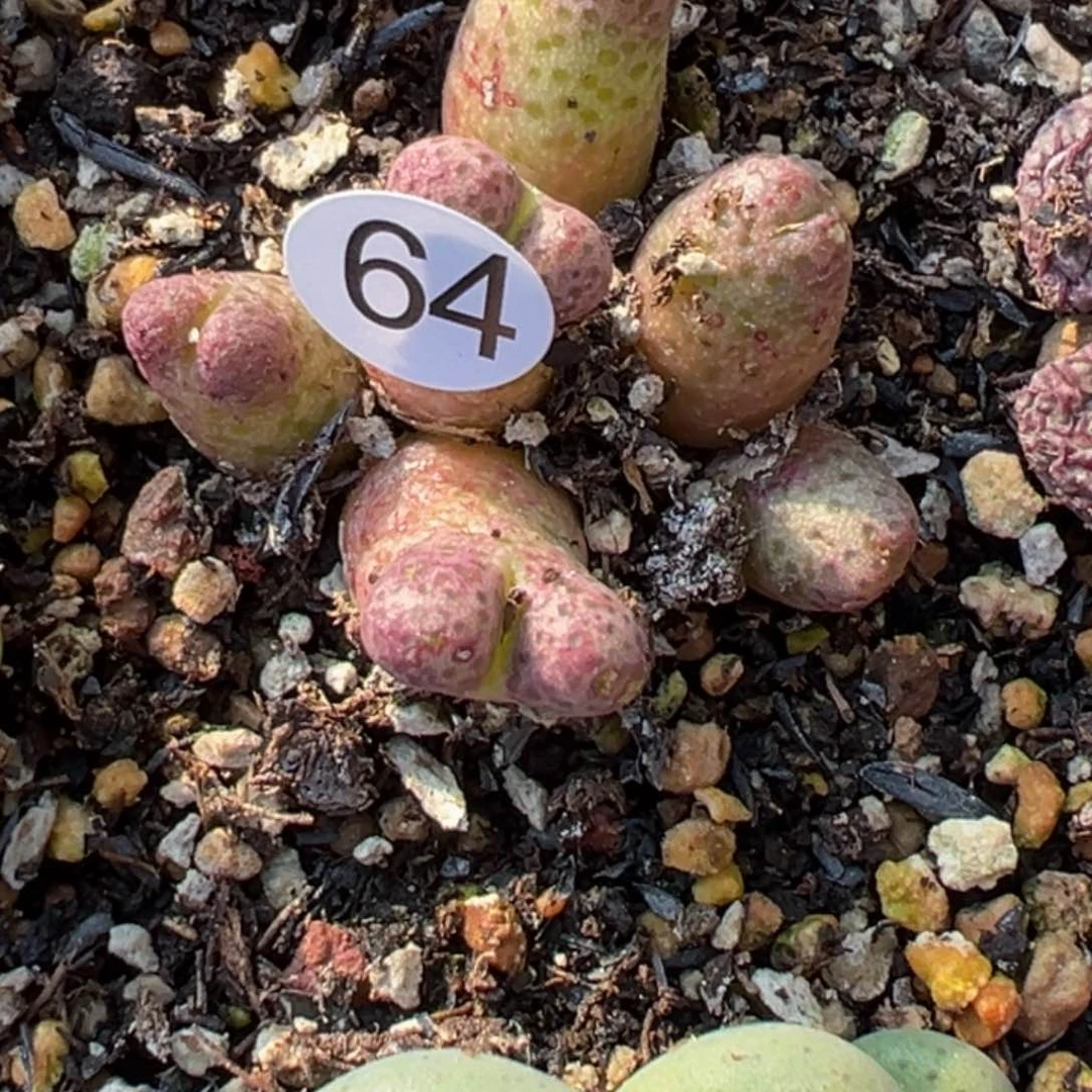 ?***狗多肉植物111111111111111