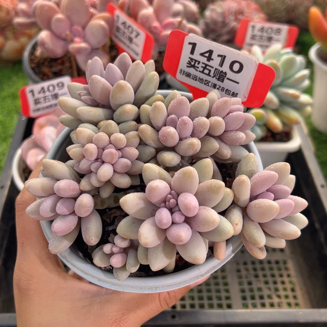 表妹精品多肉1410.