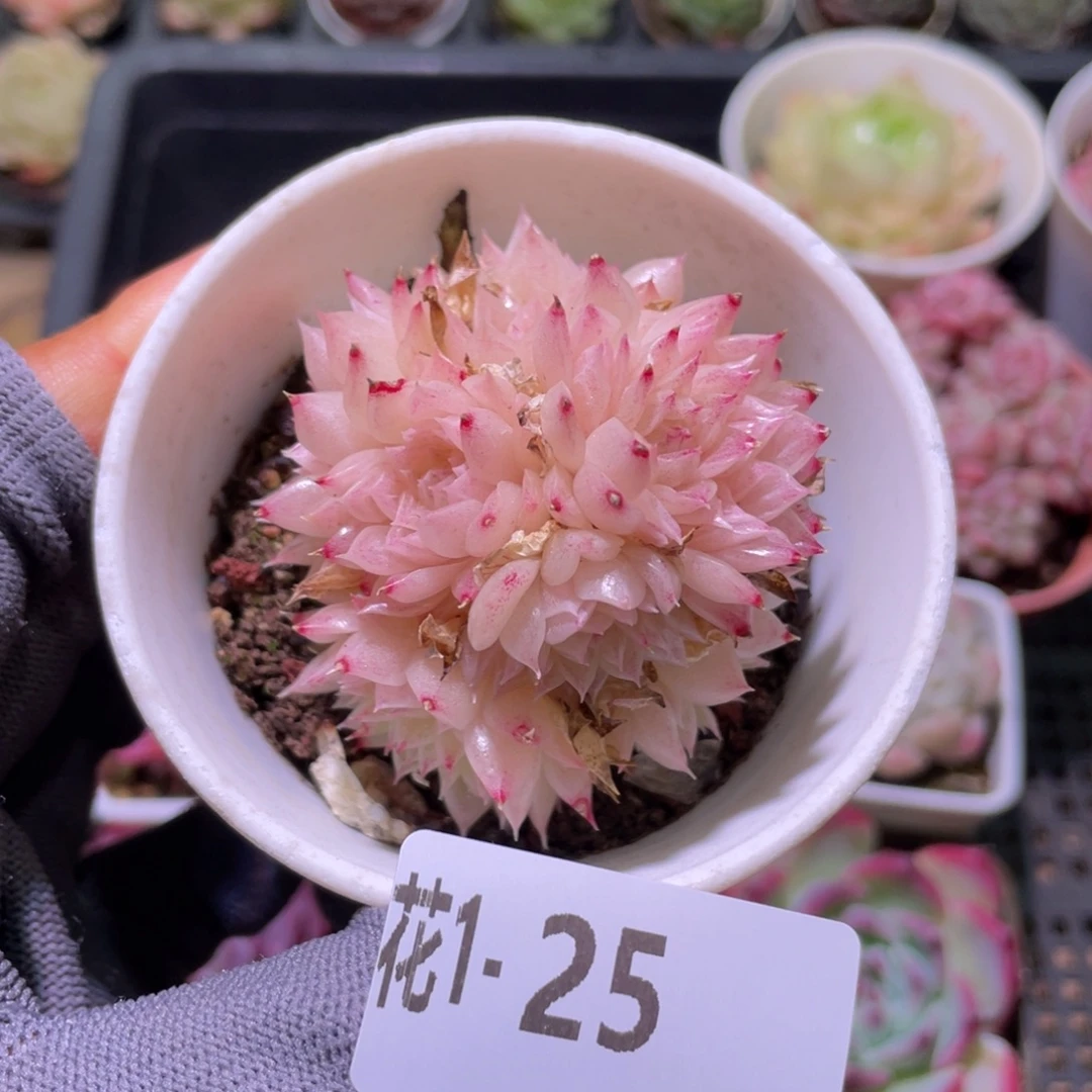 花利美 1-25麦秆群