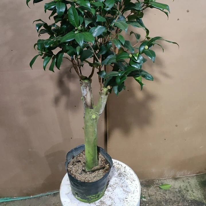 838四品，原盆原土发货，不包邮