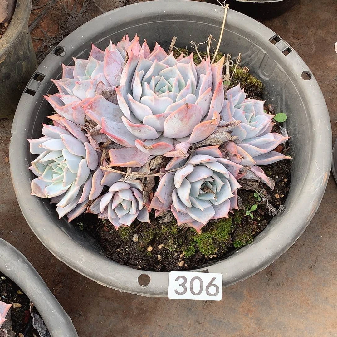 306路西哪 一物一拍多肉