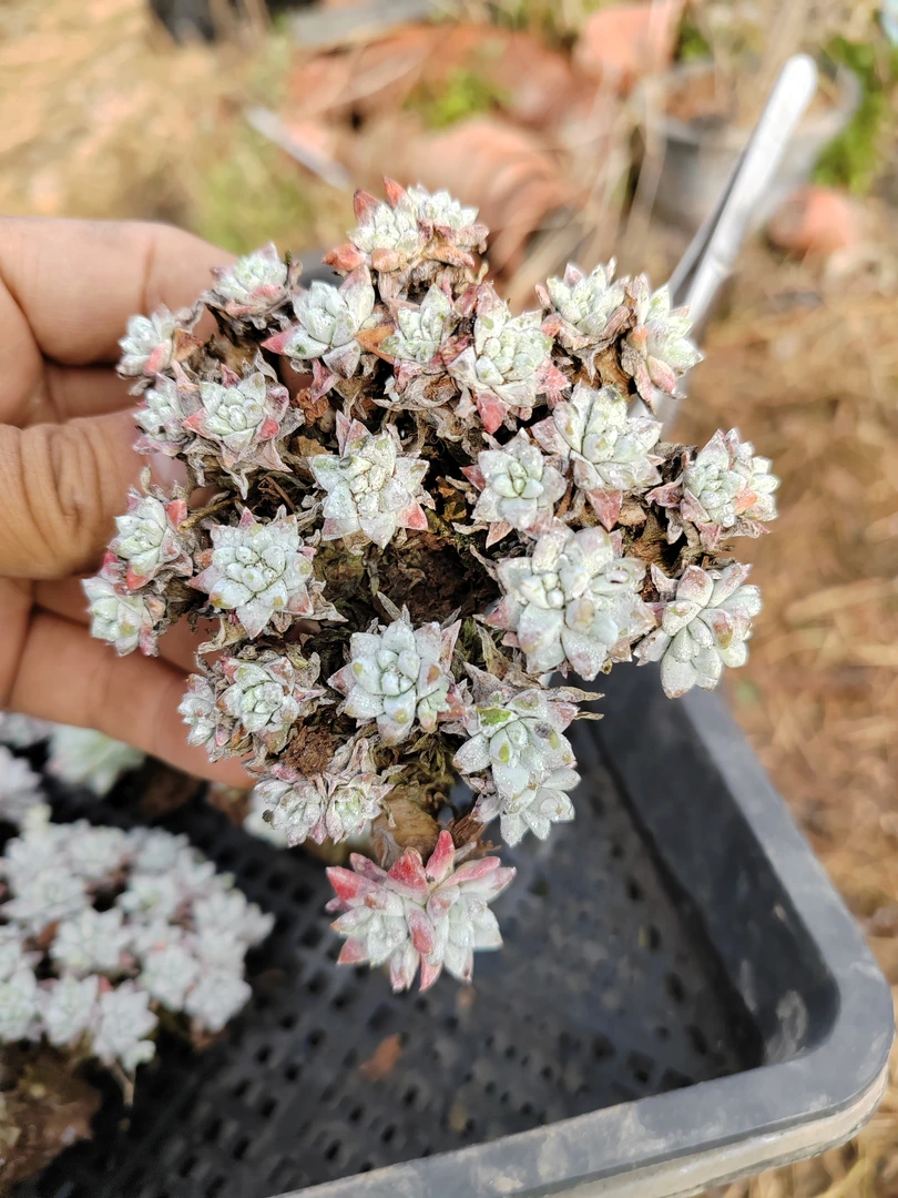 精品露养格诺玛多肉新年福利