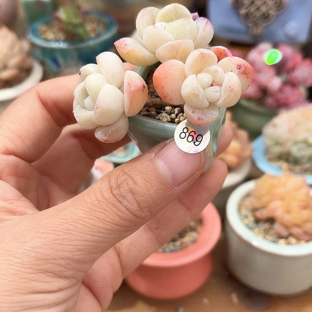 869 多肉含盆土30元包邮除偏远