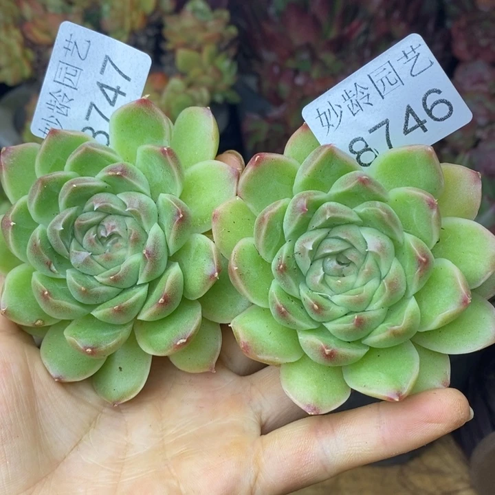 红***语8747.8746杂交老桩，5厘米