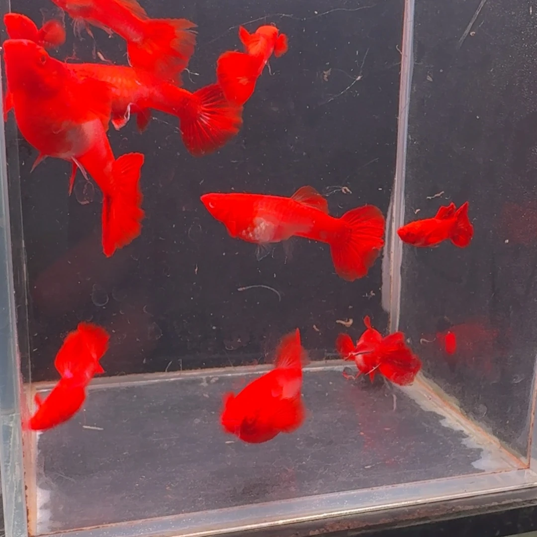 孔雀鱼瑕疵双分水5对 不死不包损