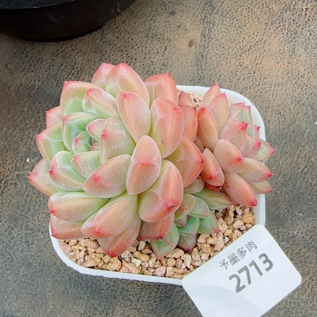 孤品，2713多肉植物