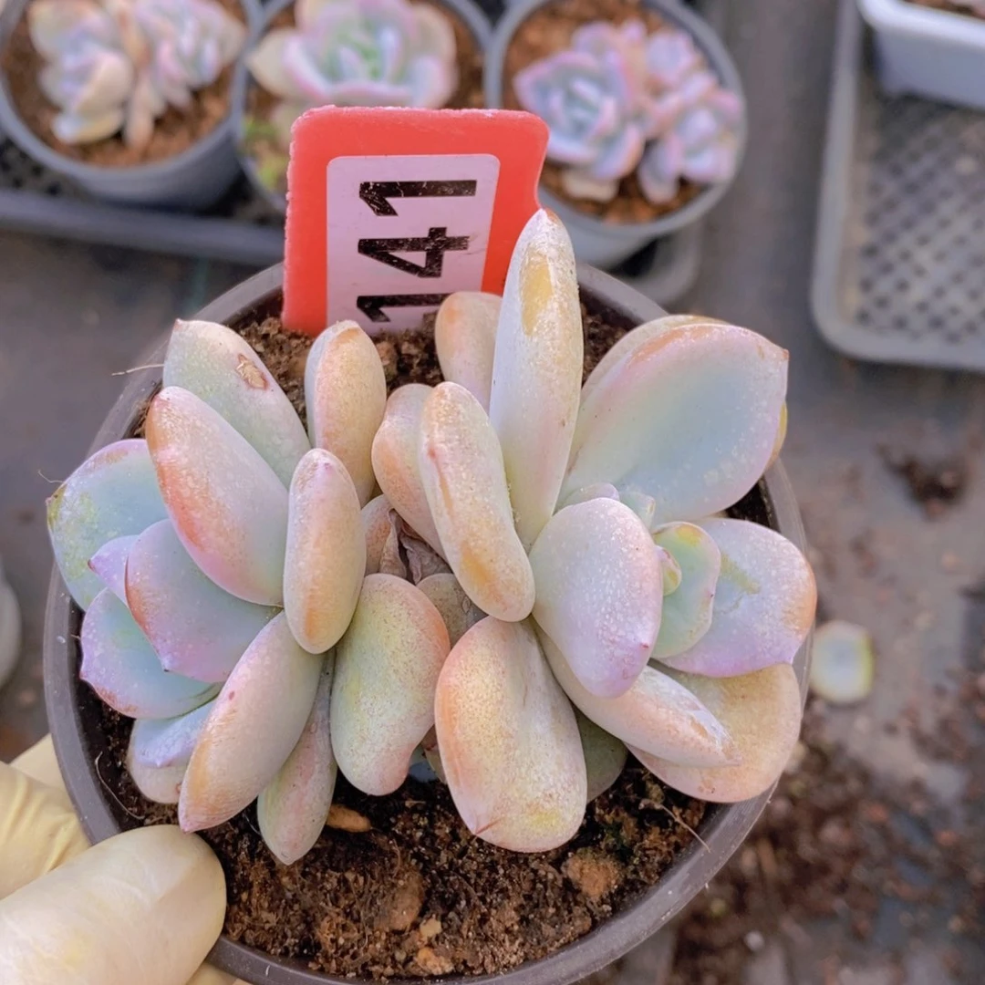 141奶茶多肉植物1111111