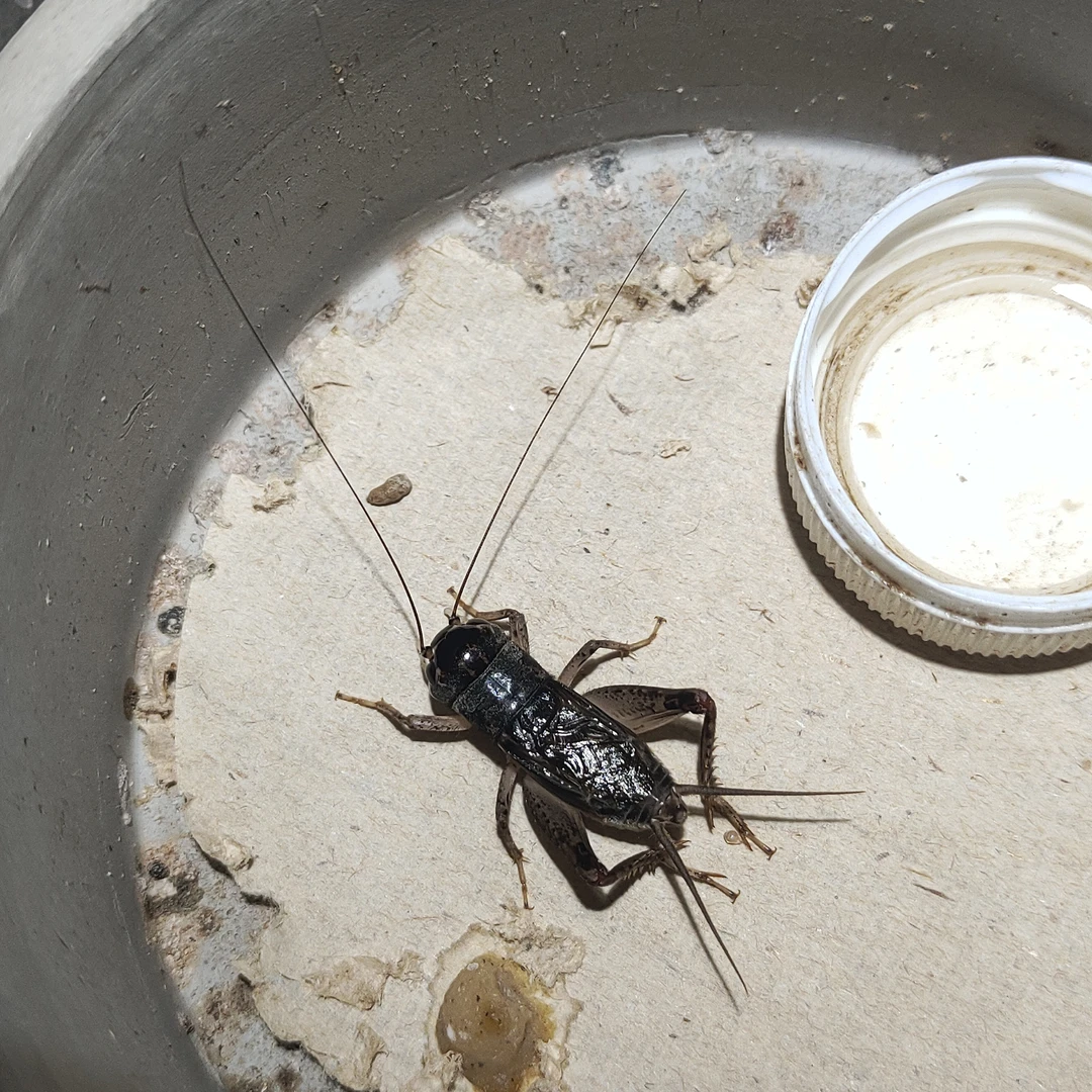 坤园高端野放蟋蟀蛐蛐