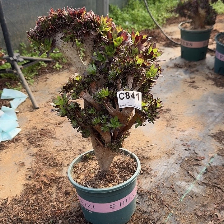 841黑法师一颗有伤