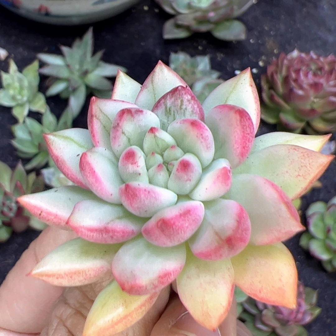西瓜锦，多肉植物组合