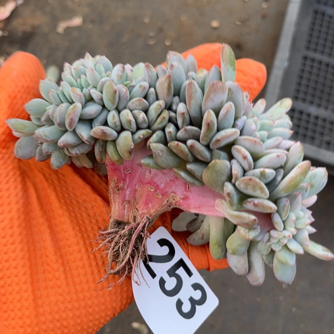 253号新疆西藏内蒙古不包邮