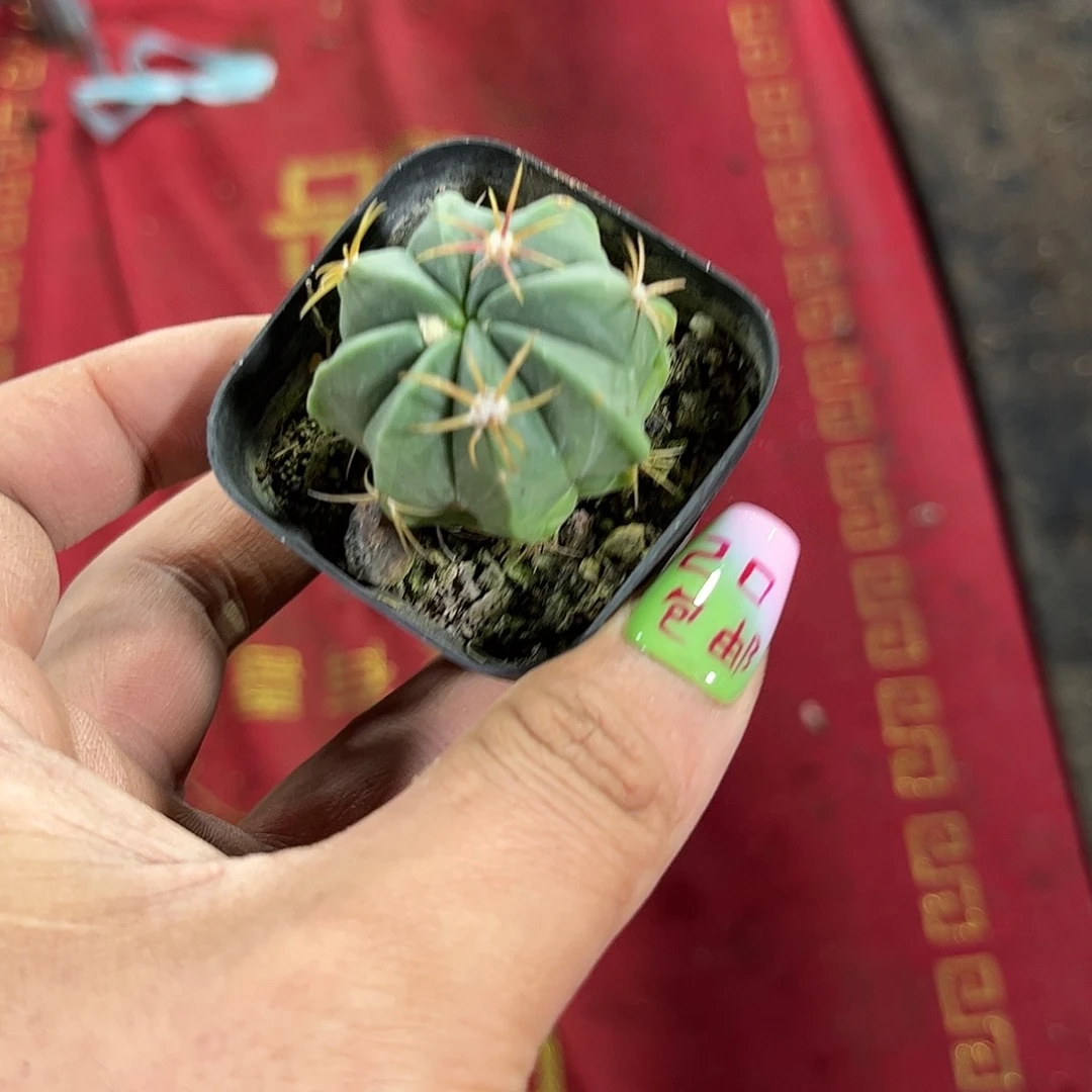 赤诚就这个死样子单头发货