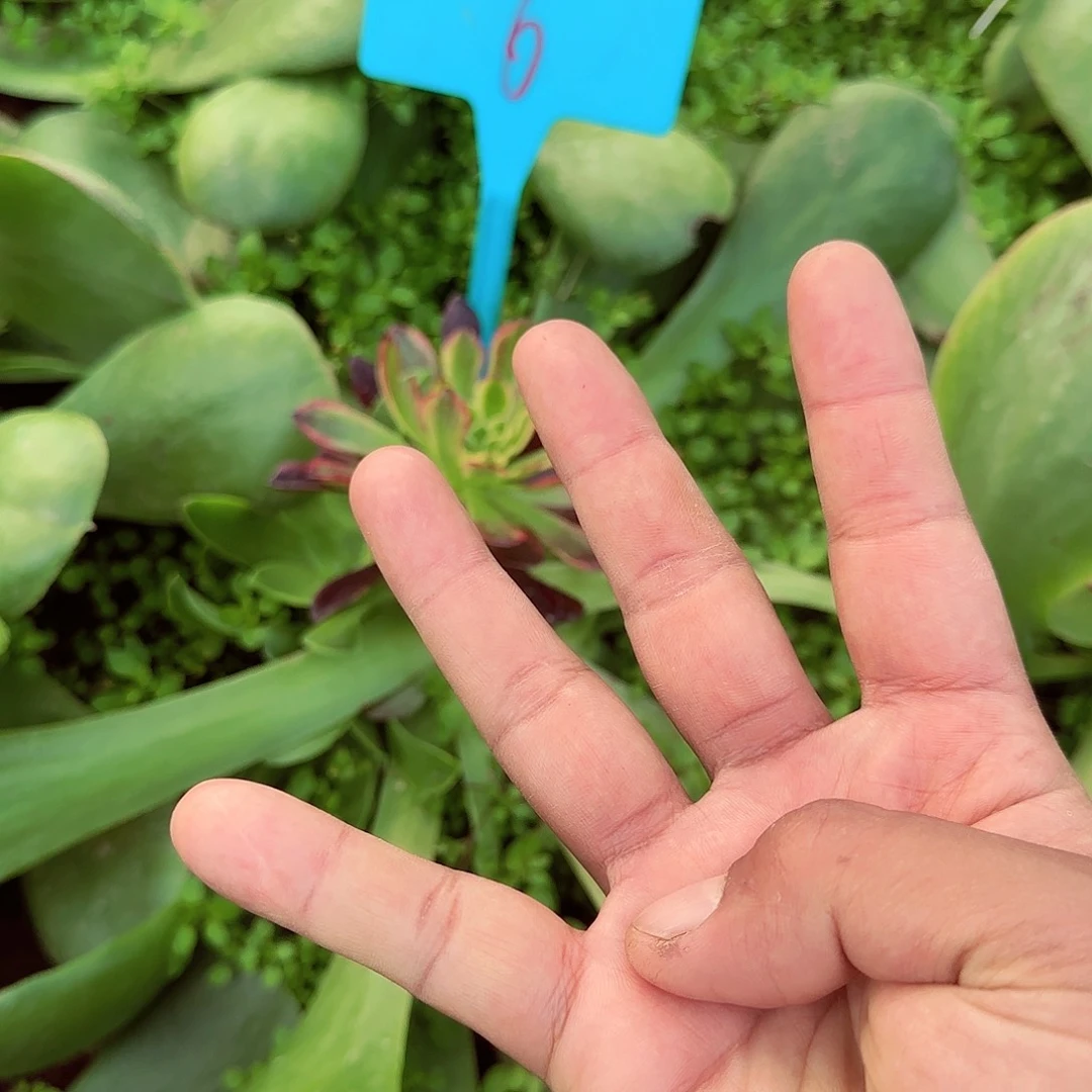 6莫兰迪多肉哦哦哦哦哦