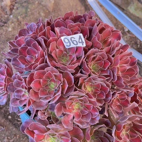 清***天多肉植物一个美杜莎中班锦