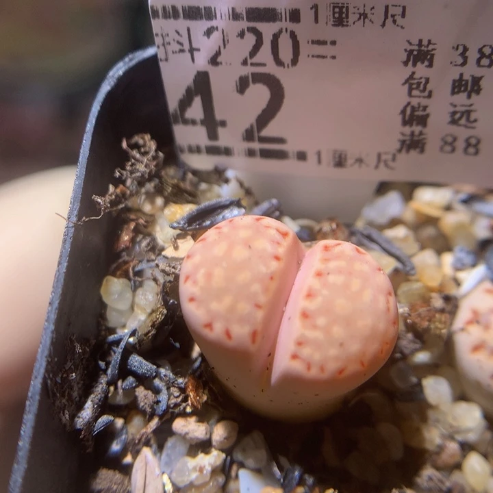 精品生石花220.42高特