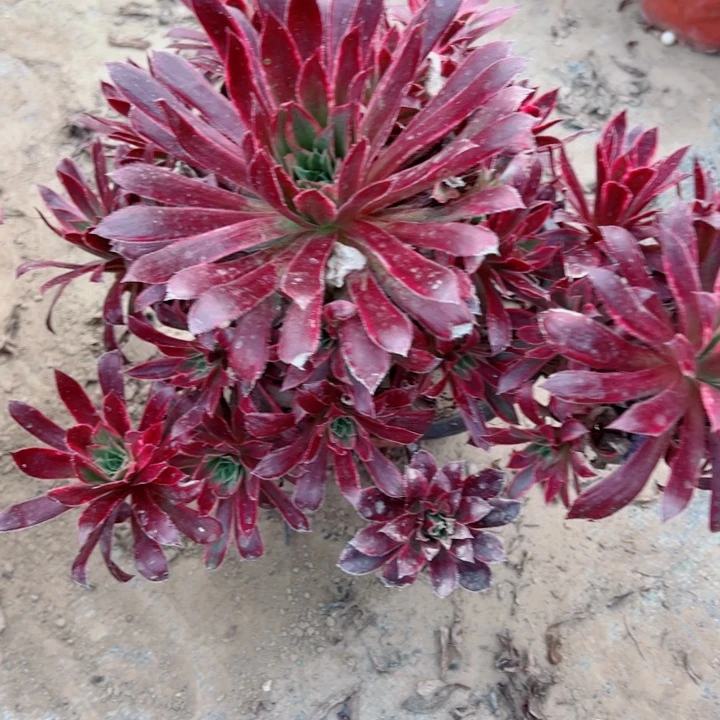 741惊鸿多肉植物