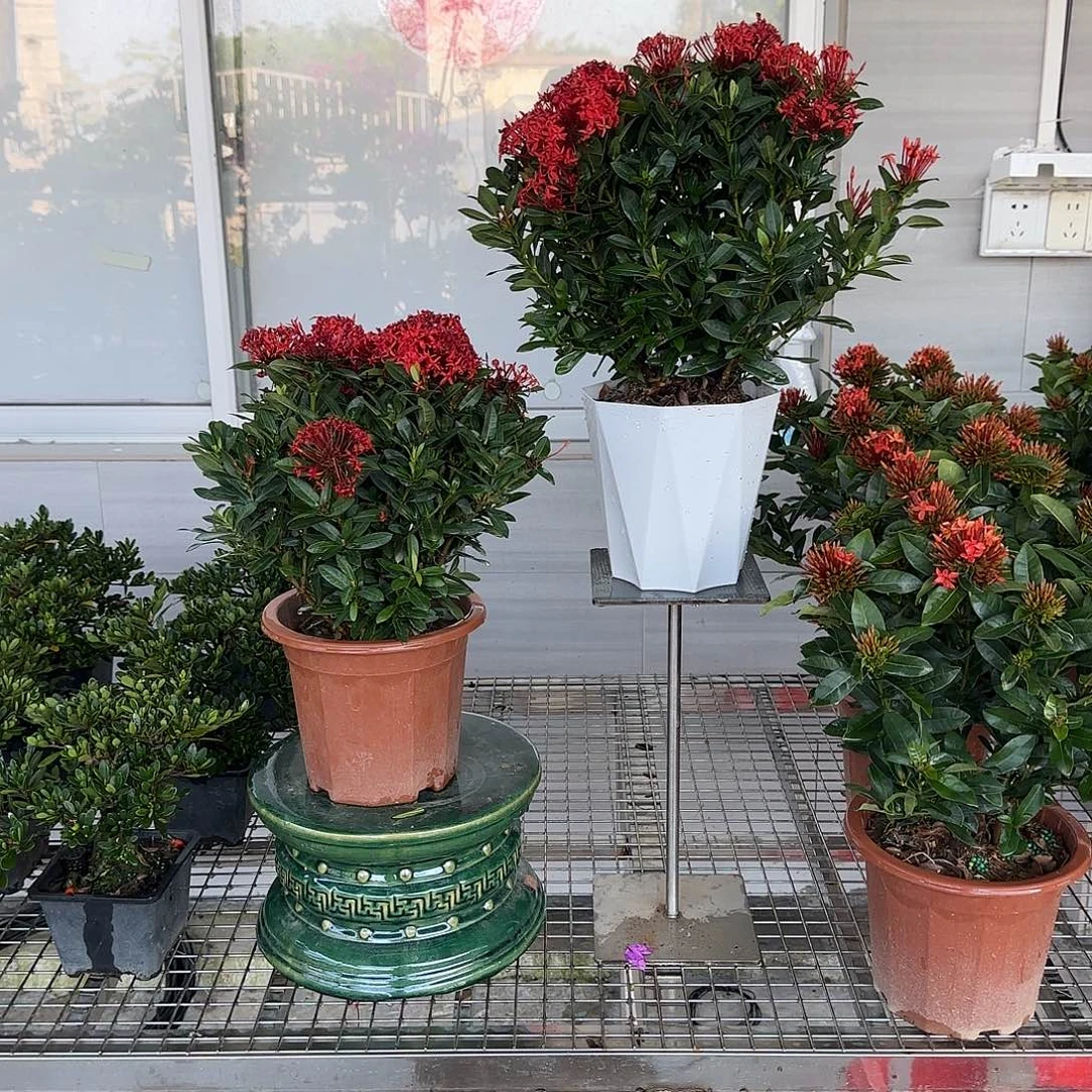 无花朵海岛龙船花(基地盆)