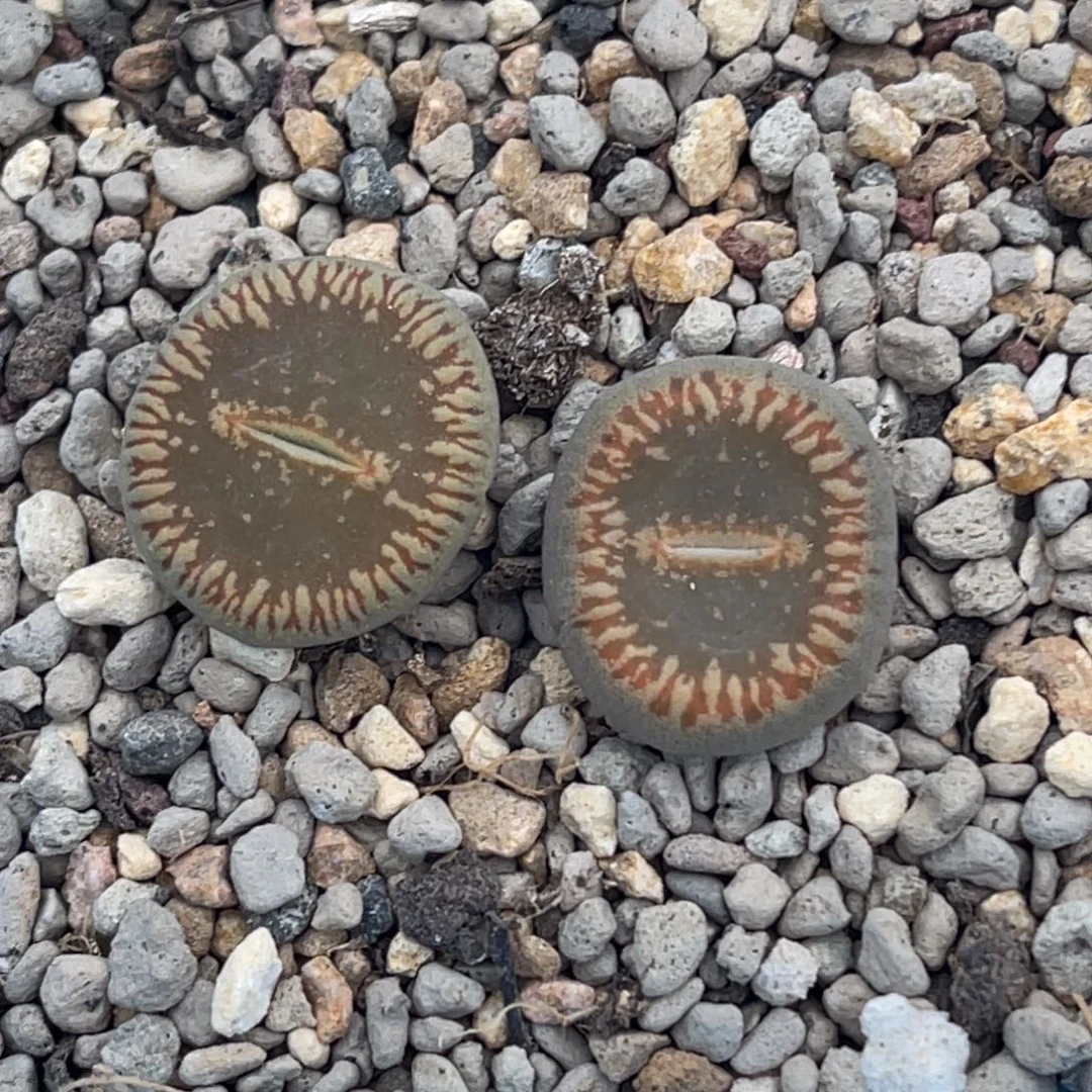 7323流水日轮两颗。