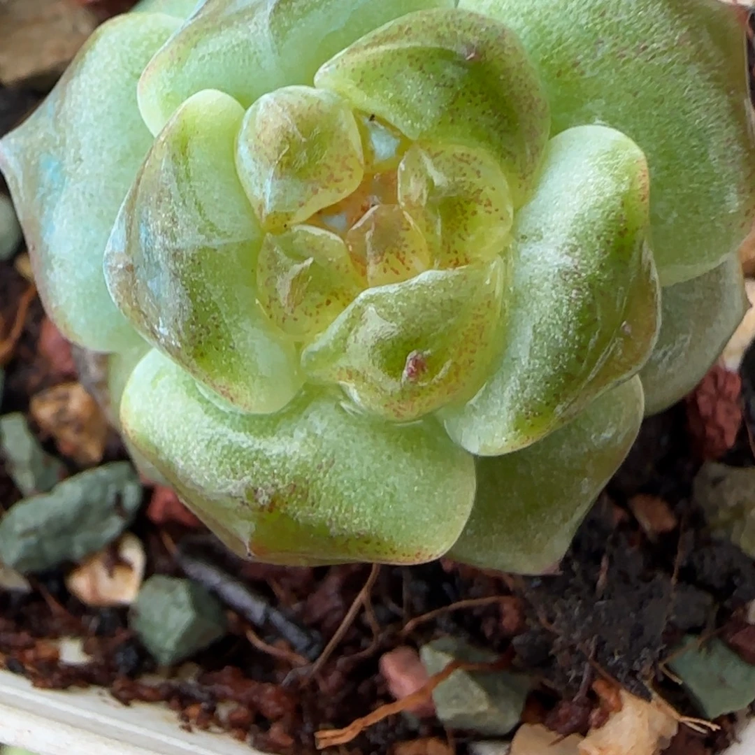 小卡拉米糖心一物一拍2-6