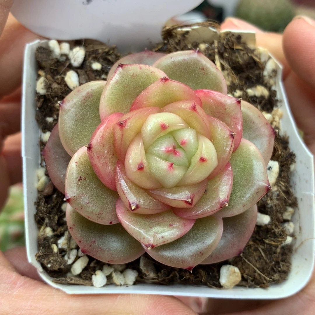 玉芷珍妮单头3998