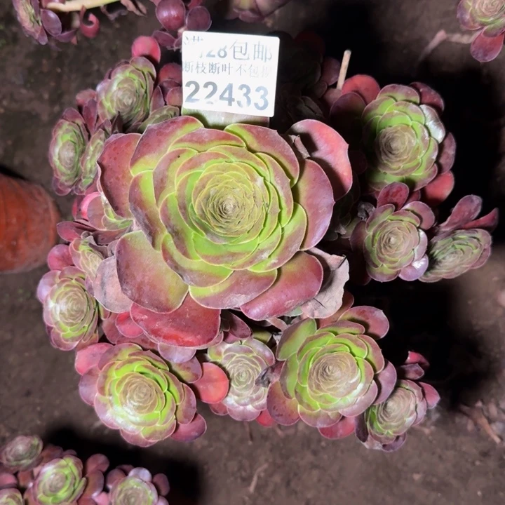 22433魅金玫瑰多肉植物