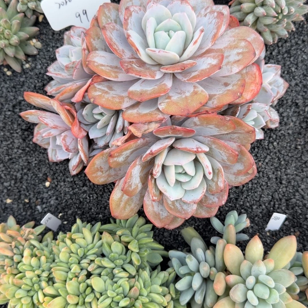 .***鱿一物一拍精控奶茶多头99