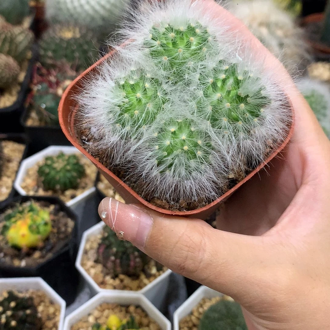 当前无花栽培后可以开花无刺丽花殿
