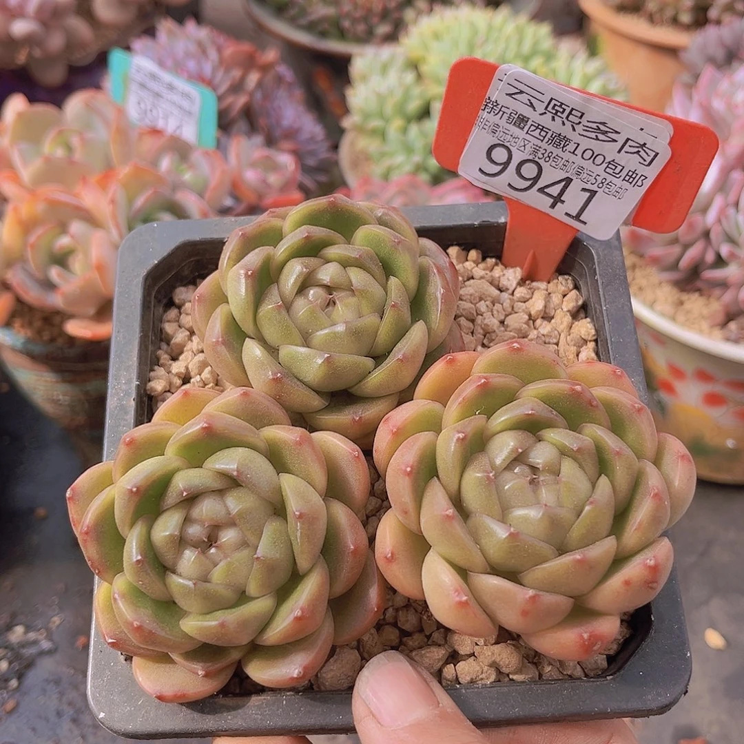 9940皮埃拉珍妮3个单头