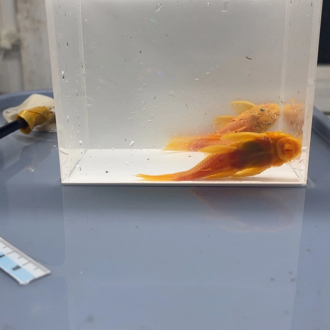 清道夫鱼胡子一公俩母