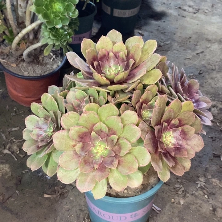 莲花座多肉植物57