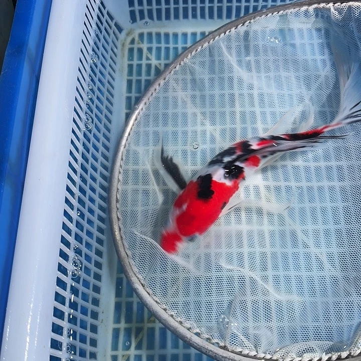 海水鱼锦鲤锦鲤锦鲤锦鲤