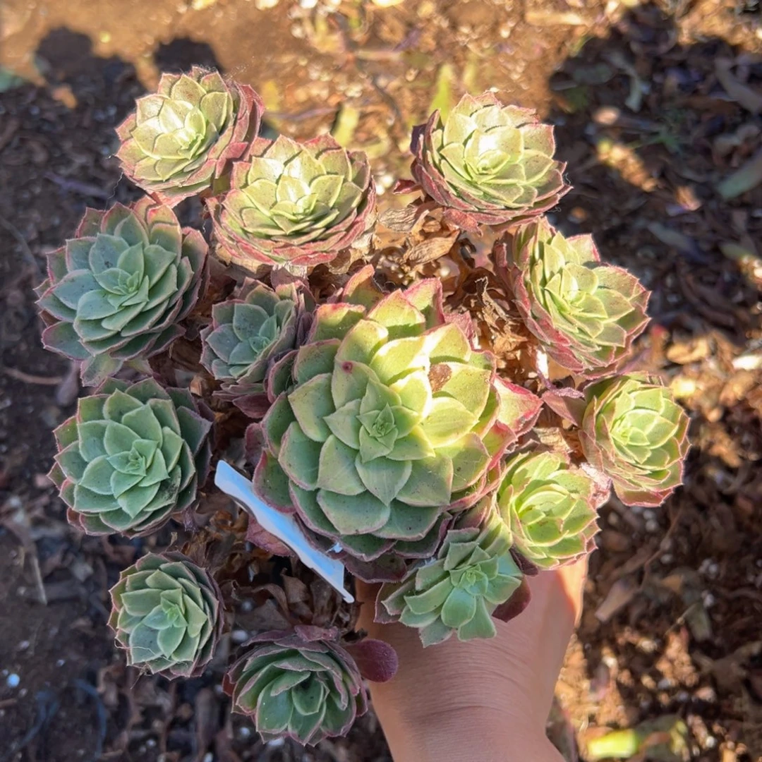 多肉植物927无售后